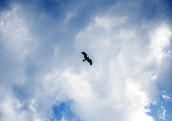 bird in the blue sky with clouds