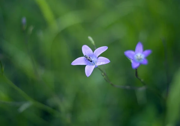 紫色的钟花与蜜蜂在草地上 — 图库照片