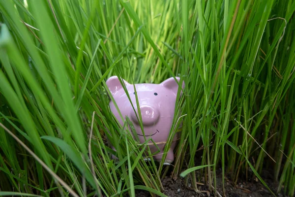 Im Gras verstecktes rosa Sparschwein steigert den Erfolg auf eigene Art und Weise für das Rentenkonzept — Stockfoto