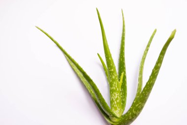 Aloe vera Jel her iki madde izleri tedavi ve sağlık içecekleri veya cilt için iyi kozmetik üretmek için kullanılan vardır