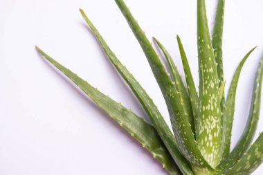 Aloe vera Jel her iki madde izleri tedavi ve sağlık içecekleri veya cilt için iyi kozmetik üretmek için kullanılan vardır