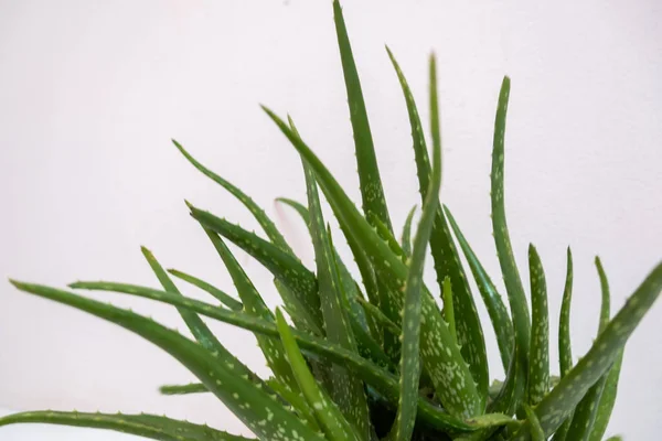 Aloe vera Gel que tiene ambas sustancias para curar cicatrices Y usado para Aloe vera Gel que tiene ambas sustancias para curar cicatrices Y utilizado para producir bebidas saludables O cosméticos que son buenos para la piel — Foto de Stock