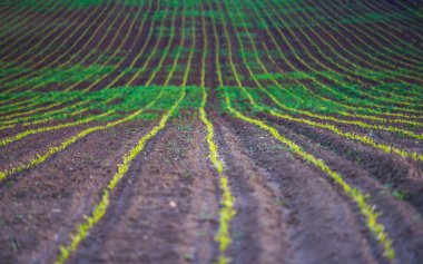Genç mısır bitkileri tarlada yetişiyor