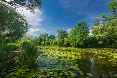 Yeşil yeşillik ve yansıma ile güneşli yaz gününde Manzara nehir
