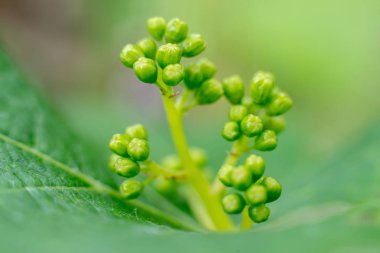 Baharda genç üzüm asma ve üzüm yaprakları