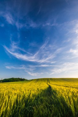 Yaz aylarında yolu ile buğday tarlası manzara