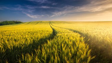 Wheat field landscape with path in the sunset time clipart