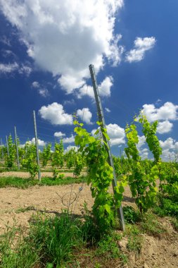 Hungarian vineyards in the summer season clipart