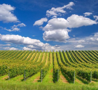 Hungarian vineyards in the summer season clipart