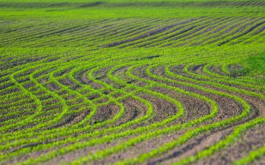 Genç mısır bitkileri tarlada yetişiyor