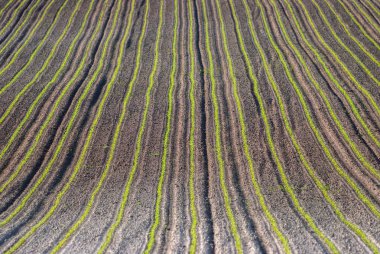 Genç mısır bitkileri tarlada yetişiyor