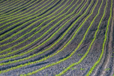 Genç mısır bitkileri tarlada yetişiyor