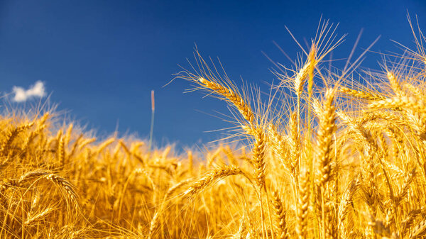 Пшеничное поле. Уши из золотой пшеницы