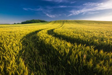Yaz aylarında yolu ile buğday tarlası manzara