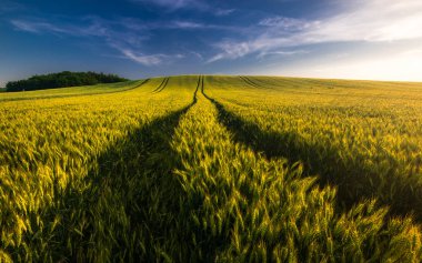 Yaz aylarında yolu ile buğday tarlası manzara