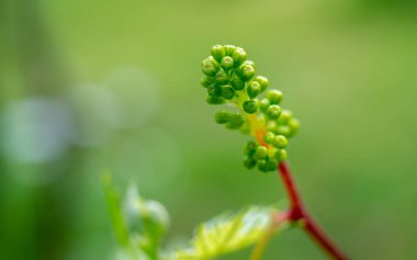 Baharda genç üzüm asma ve üzüm yaprakları