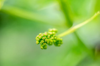 Baharda genç üzüm asma ve üzüm yaprakları