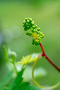 Baharda genç üzüm asma ve üzüm yaprakları