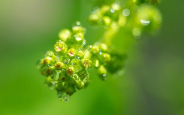 İlkbaharda su damlaları ile asma üzüm