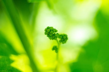 Baharda genç üzüm asma ve üzüm yaprakları