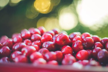 Bir kapta taze tatlı kırmızı kiraz