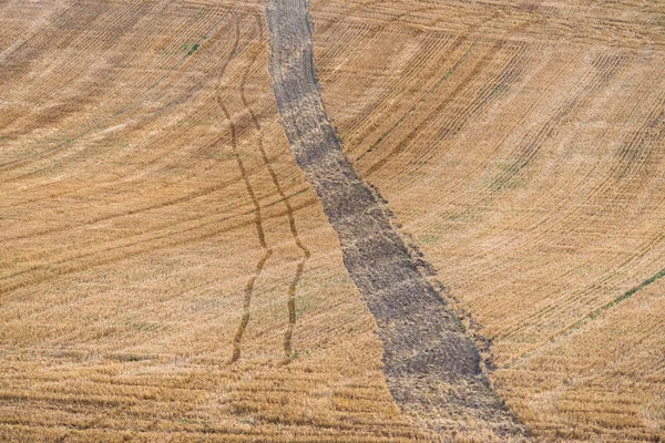 Several straw swaths, with wheat stubble in between
