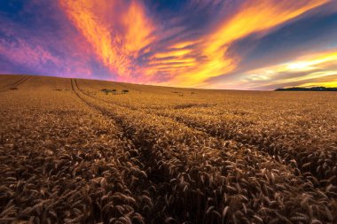 Wheat field landscape with path in the sunset time clipart