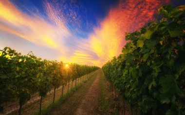 Yaz sezonunda Macar üzüm bağları. Güneş ile bağda gün batımı.