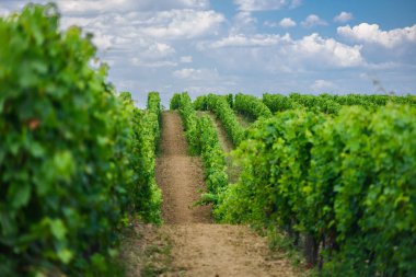 Yaz sezonunda Macar üzüm bağları