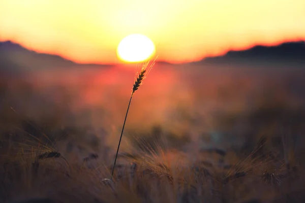 Wheat field in the sun, Hungary — Stock Photo, Image