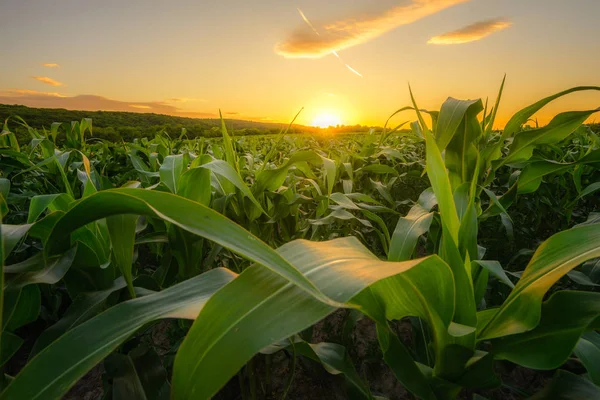 Jeune maïs vert poussant sur le champ au coucher du soleil . Photo De Stock
