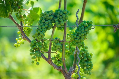 Yeşil üzüm üzüm üzüm büyüyen