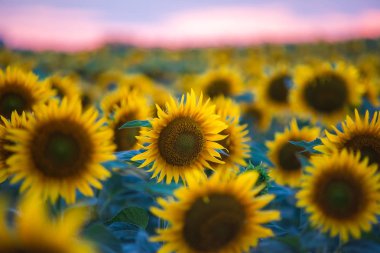 Gün batımında Güneş ile ayçiçeği alan manzara