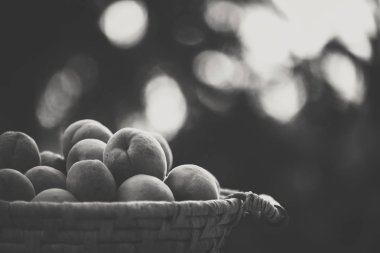 Doğal bokeh günbatımı arka plan ile sepet üzerinde Olgun kayısı