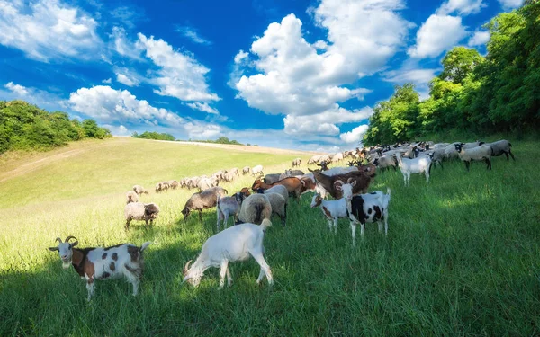 Pecuária pastando em um prado de verão na Hungria. Ovinos, caprinos e cordeiros nas pastagens perto de Pannonhalma, colinas de Sokoro . — Fotografia de Stock