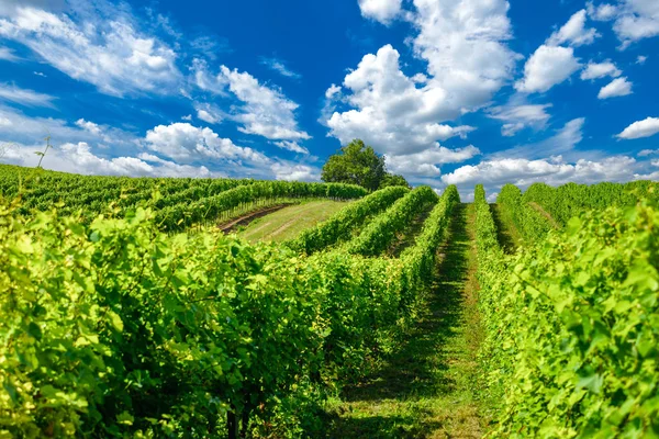 Vignobles hongrois en saison estivale Images De Stock Libres De Droits