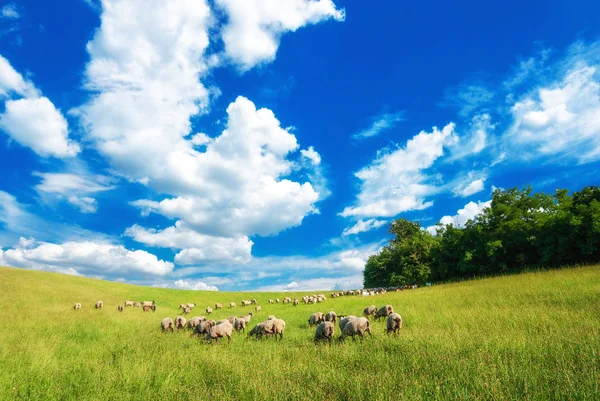 Pecuária pastando em um prado de verão na Hungria. Ovinos, caprinos e cordeiros nas pastagens perto de Pannonhalma, colinas de Sokoro . Imagem De Stock