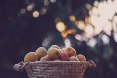 Doğal bokeh günbatımı arka plan ile sepet üzerinde Olgun kayısı