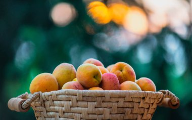 Doğal bokeh günbatımı arka plan ile sepet üzerinde Olgun kayısı