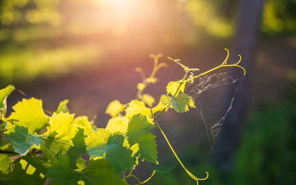 Videira jovem na vinha, folhas de uva e videiras ao pôr do sol — Fotografia de Stock