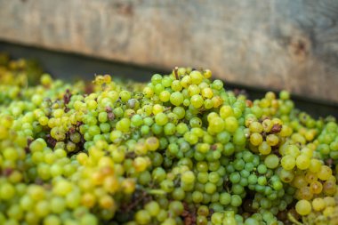 Beyaz asma üzümleri. Şarap yapmak için üzüm