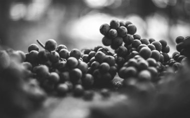 Mavi asma üzüm. Şarap yapmak için üzüm.