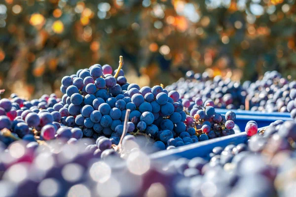 Cépages de vigne bleue. Raisins pour la fabrication du vin de glace dans la caisse de récolte . — Photo