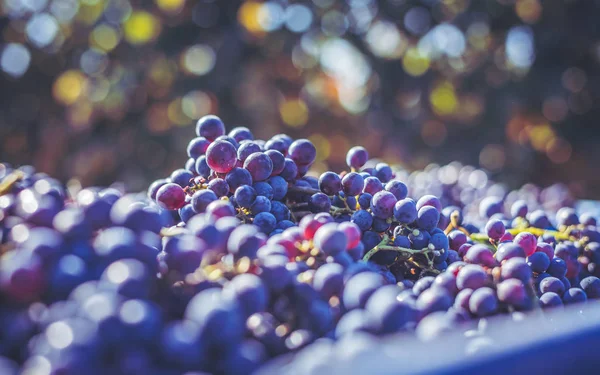 Cépages de vigne bleue. Raisins pour la fabrication du vin de glace dans la caisse de récolte . — Photo