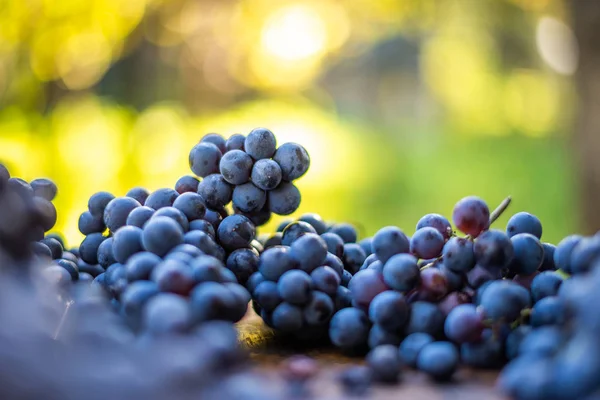 Blauwe druiven. Druiven voor het maken van wijn. — Stockfoto