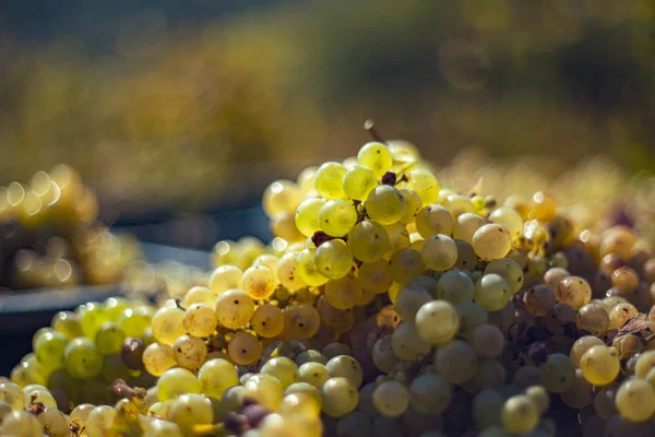 Uvas de vid verde. Uvas destinadas a la elaboración de vino en la caja de cosecha . —  Fotos de Stock