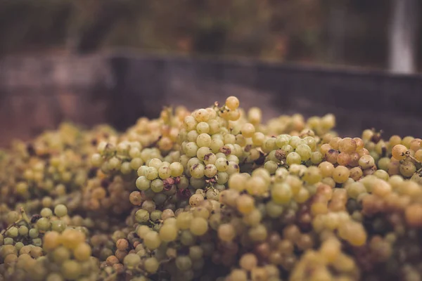 Uvas verdes. Uvas para fazer vinho na caixa de colheita . — Fotografia de Stock