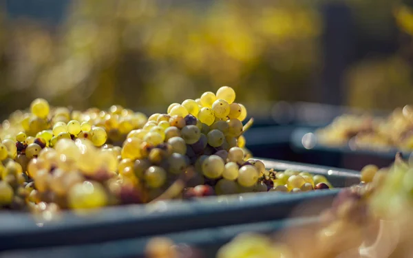 Виноград зеленої лози. Виноград для виготовлення вина на збиральному ящику . — стокове фото
