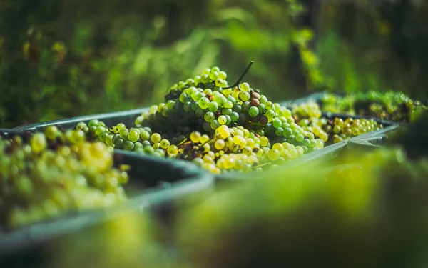 Uvas verdes. Uvas para fazer vinho na caixa de colheita . — Fotografia de Stock