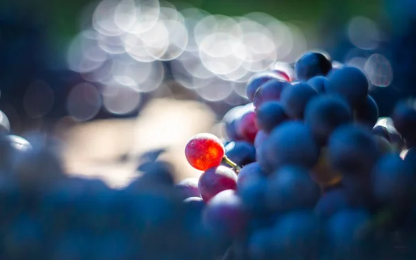 Vista macro de uvas de videira azul no barril de vinho Fotografias De Stock Royalty-Free